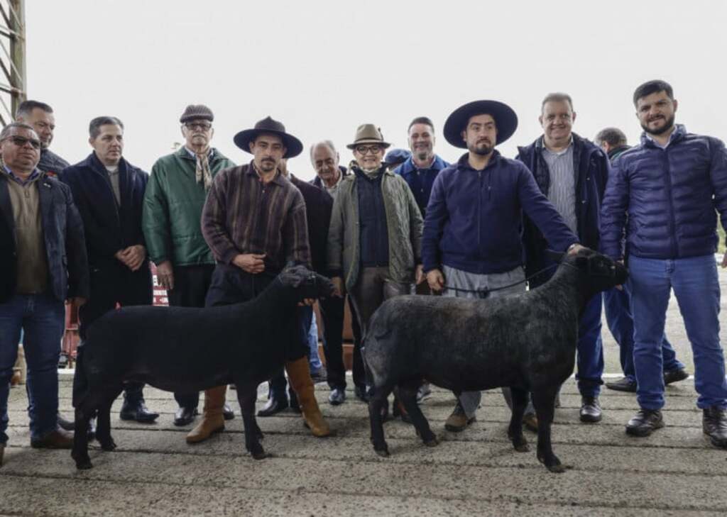 Ovinos Texel de Tupanciretã são os primeiros a chegar à Expointer