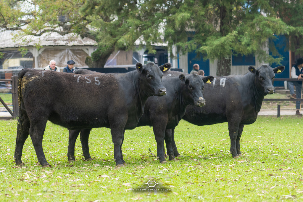 Cabanha Recalada leva grandes títulos da Expofeira de Bagé