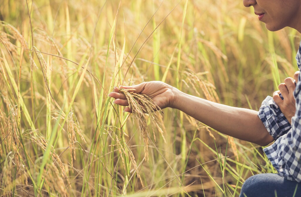 BNDES vai liberar R$ 12 bilhões para produtores com perdas de safra